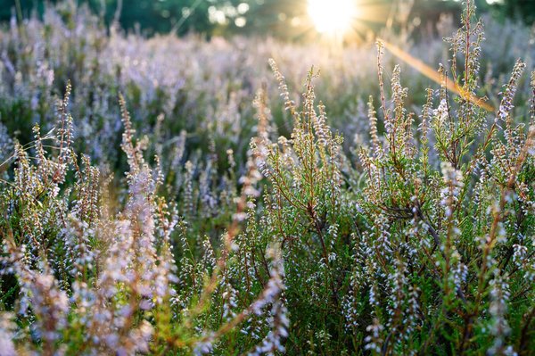 Les meilleurs campings à Biscarrosse pour vos vacances